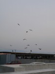 港口公園（沼津）の写真のサムネイル写真7
