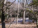 原生の森公園の写真のサムネイル写真3