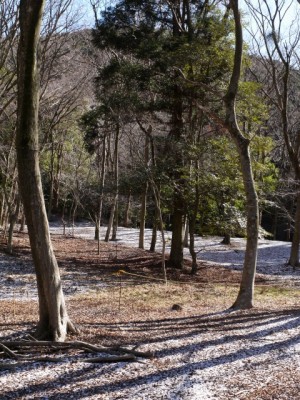 原生の森公園の写真6