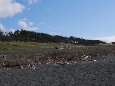 片浜公園の写真22