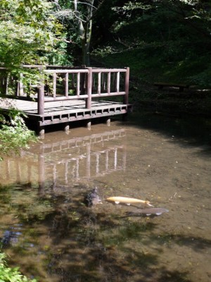 駿河平自然公園の写真11