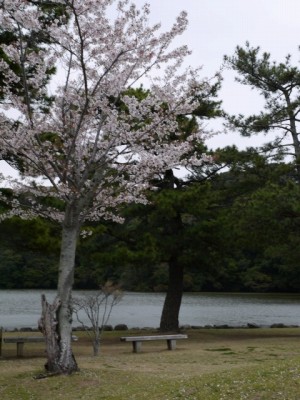 桜ヶ池の写真4