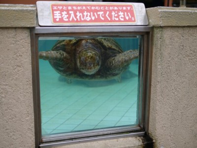 下田海中水族館の写真