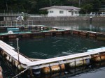 下田海中水族館の写真のサムネイル写真7