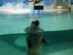 下田海中水族館の写真のサムネイル写真26