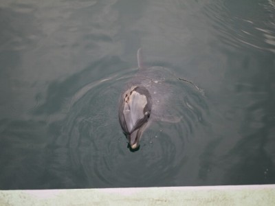 下田海中水族館の写真29