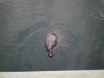下田海中水族館の写真のサムネイル写真28