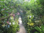 下賀茂熱帯植物園の写真のサムネイル写真7