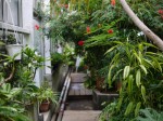 下賀茂熱帯植物園の写真のサムネイル写真14