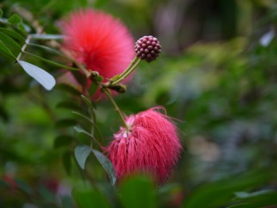 下賀茂熱帯植物園の写真16