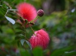 下賀茂熱帯植物園の写真のサムネイル写真15