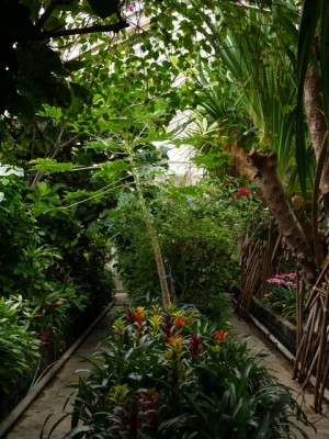 下賀茂熱帯植物園の写真18