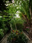 下賀茂熱帯植物園の写真のサムネイル写真17
