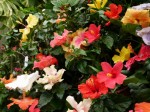 下賀茂熱帯植物園の写真のサムネイル写真24