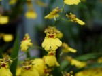 下賀茂熱帯植物園の写真のサムネイル写真25