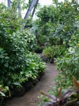 爪木崎花園の写真のサムネイル写真3