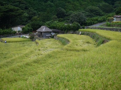北山の棚田の写真