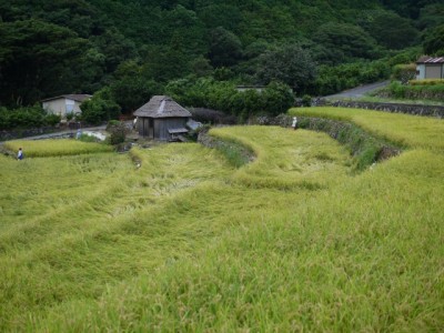 北山の棚田の写真