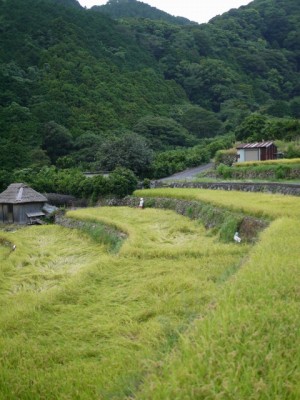 北山の棚田の写真3