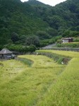 北山の棚田の写真のサムネイル写真2