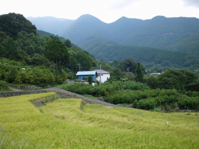 北山の棚田の写真5