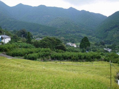 北山の棚田の写真6