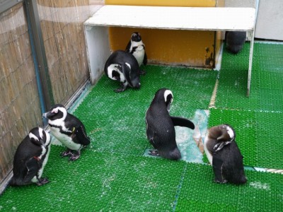 淡島水族館の写真9