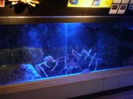 淡島水族館の写真のサムネイル写真9