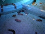 淡島水族館の写真のサムネイル写真12
