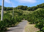 小坂みかん共同農園の写真のサムネイル写真8