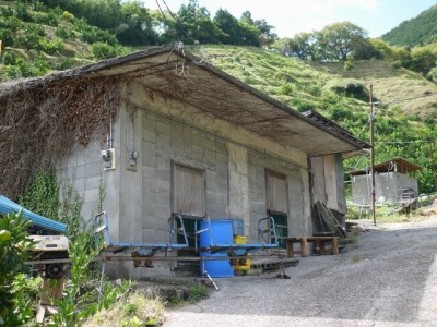 小坂みかん共同農園の写真12