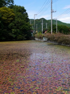 小坂清水池親水公園の写真6