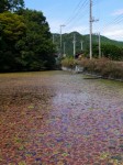 小坂清水池親水公園の写真のサムネイル写真5