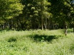 守山西公園の写真のサムネイル写真6