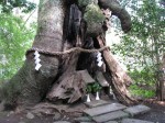 三嶋大社の写真のサムネイル写真2