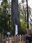 須山浅間神社の写真のサムネイル写真8