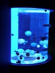 東海大学　海洋科学博物館の写真のサムネイル写真11