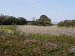 大井川港河口野鳥園の写真のサムネイル写真9