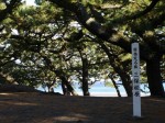 三保の松原・羽衣の松の写真のサムネイル写真5