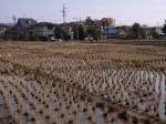 登呂遺跡（登呂公園）の写真のサムネイル写真17