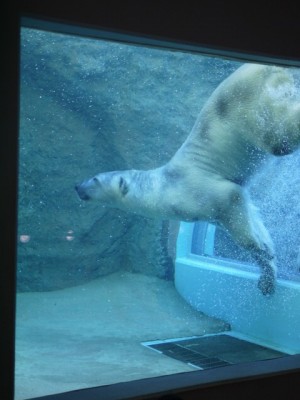 日本平動物園の写真9