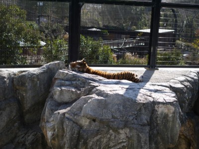 日本平動物園の写真18