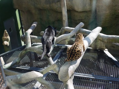 日本平動物園の写真19