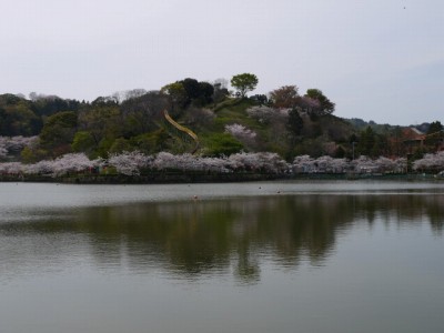 蓮華寺池公園の写真6