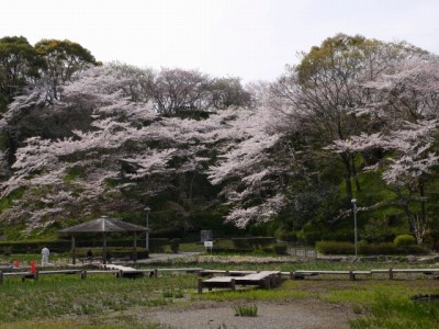 蓮華寺池公園の写真11