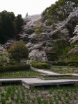 蓮華寺池公園の写真のサムネイル写真11