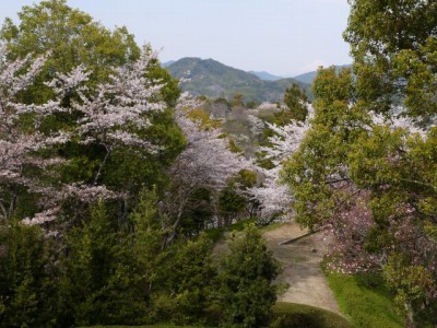 蓮華寺池公園の写真16