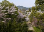 蓮華寺池公園の写真のサムネイル写真15