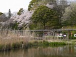 蓮華寺池公園の写真のサムネイル写真23