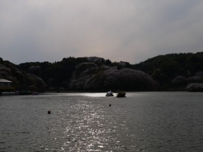 蓮華寺池公園の写真31